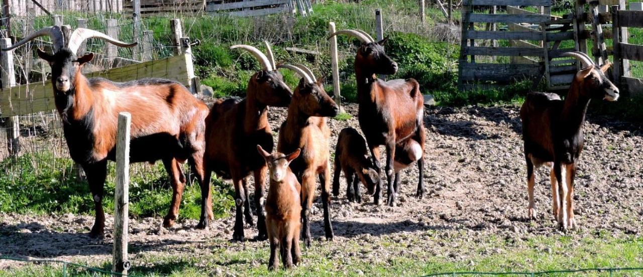 Appartamento Gite Champagne La Parcelle Connigis Esterno foto